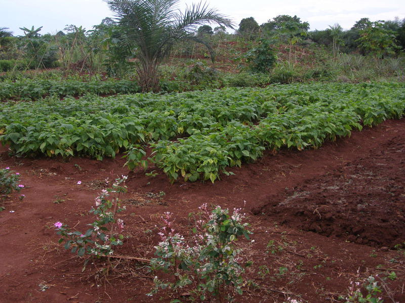 img-terrain-agricole-maison-du-gardien-et-forage