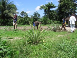 img-projet-pisciculture-et-agriculture-